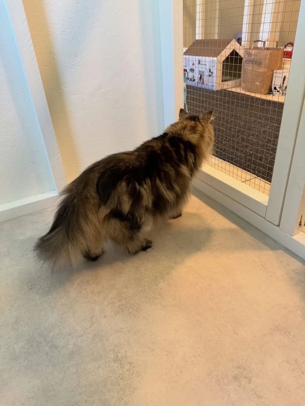 Kattpensionat Linden - Jönköping pet otel görseli 3