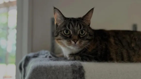 Ulvstorps Gårds Kattpensionat - Jönköping pet otel