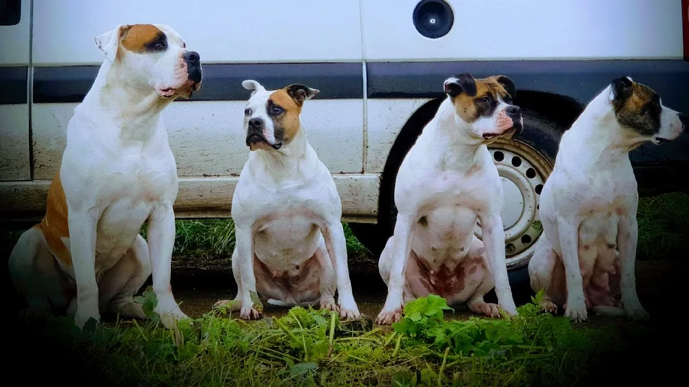 ÉduC'anine - Jura / Educateur Canin / Dresseur Canin/Pension Canine - Jura pet otel görseli 6