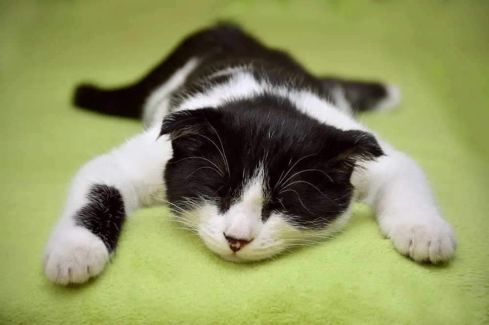 L'Auberge des Chats - Jura pet otel görseli 3