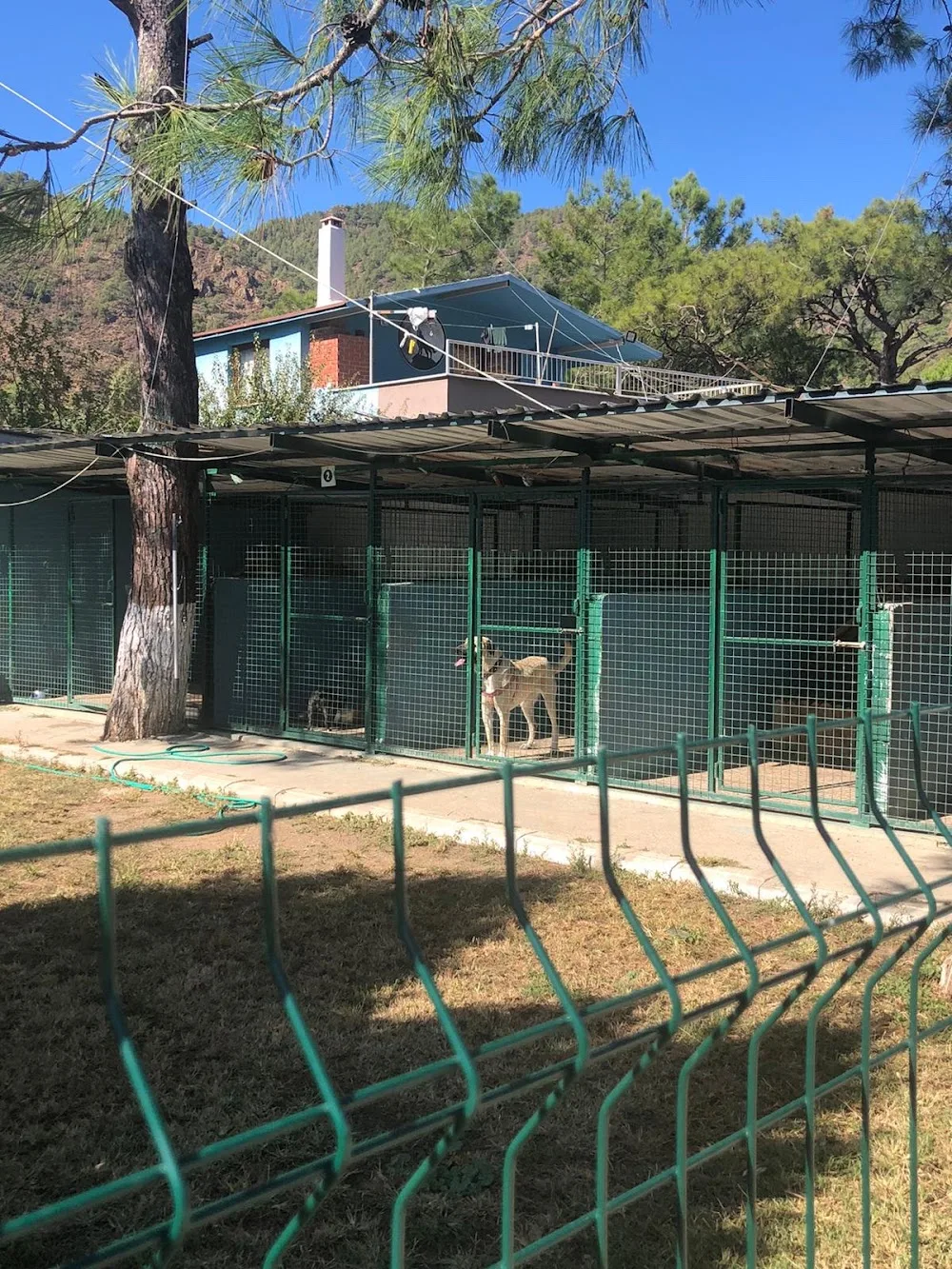 K-9 Eğitim Pansiyonu - Marmaris pet otel görseli 3
