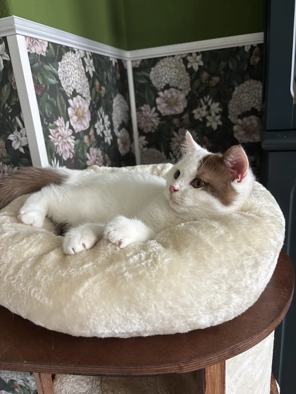 Cattery BKH von der weißen Wolke - Kabelsketal pet otel görseli 3