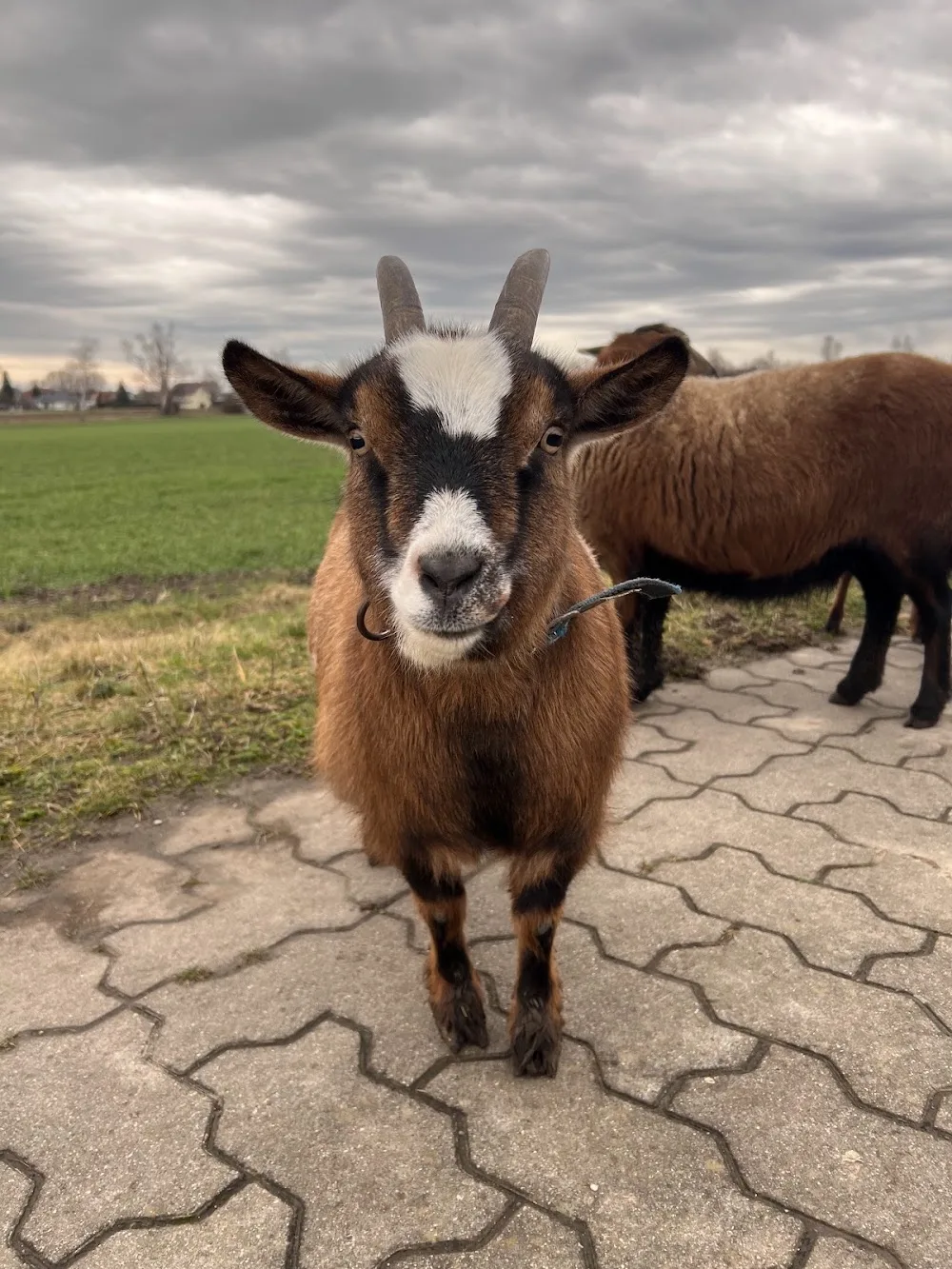 Erika Riedel - Kabelsketal pet otel