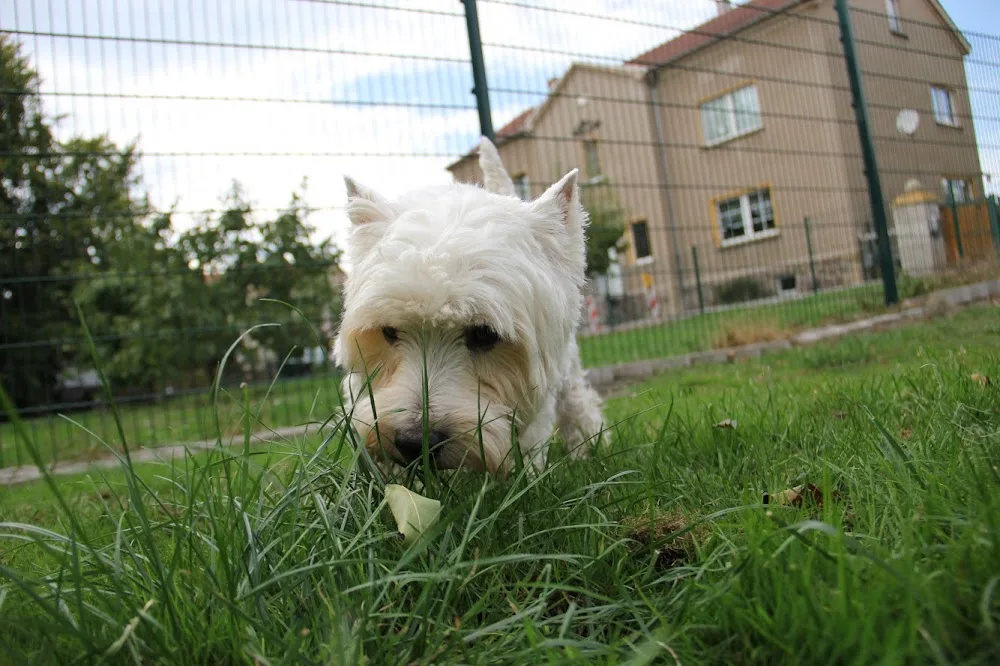 Hundebetreuung Frank Kober - Kabelsketal pet otel görseli 7