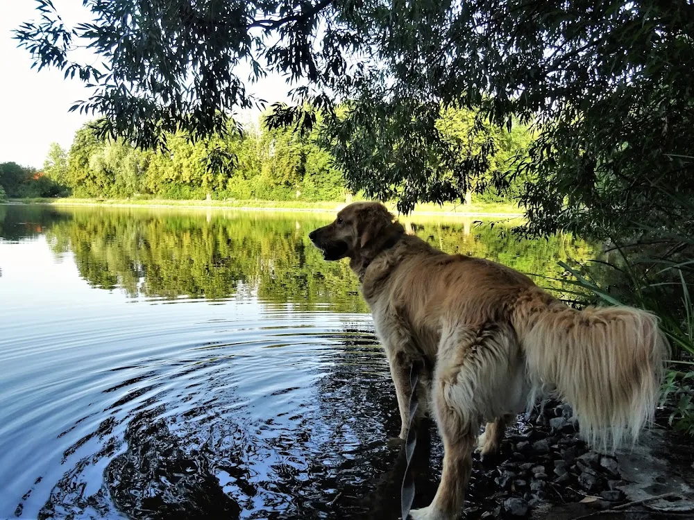 Hundebetreuung Leipzig - Kabelsketal pet otel görseli 3