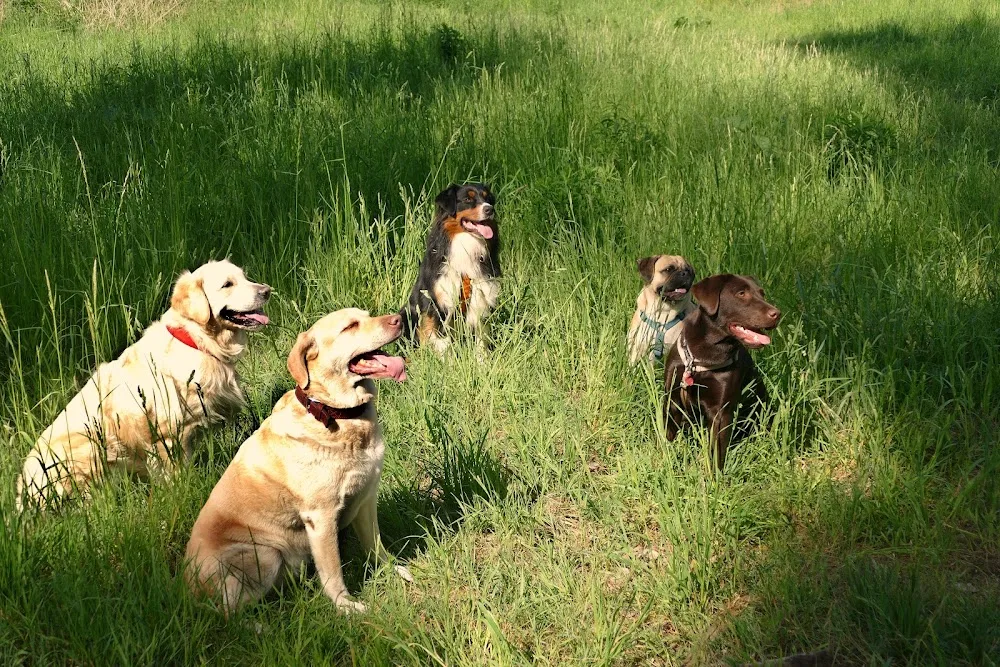 Hundebetreuung NasseSchnauze - Kabelsketal pet otel görseli 10