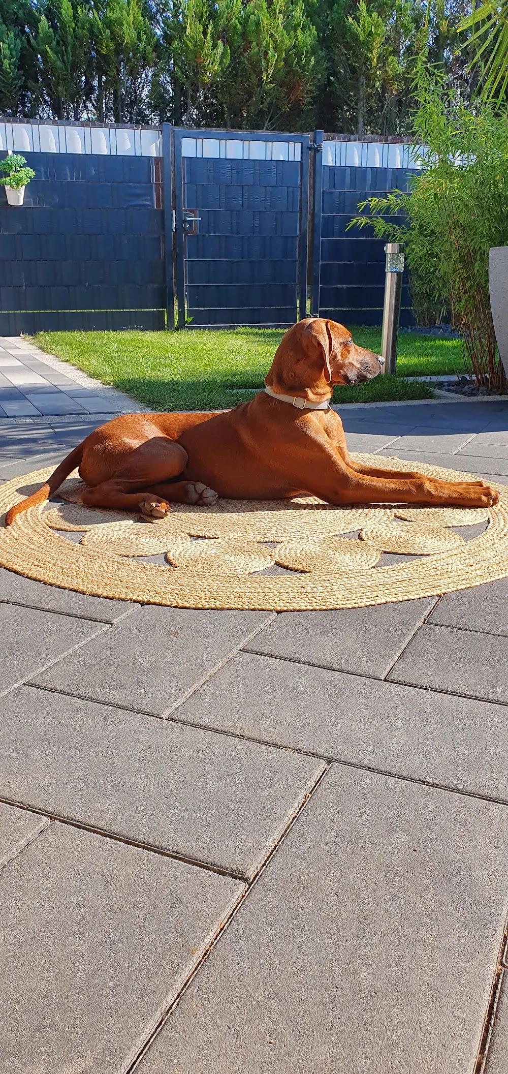 Hundeschule & Pension Horst Kober - Kabelsketal pet otel