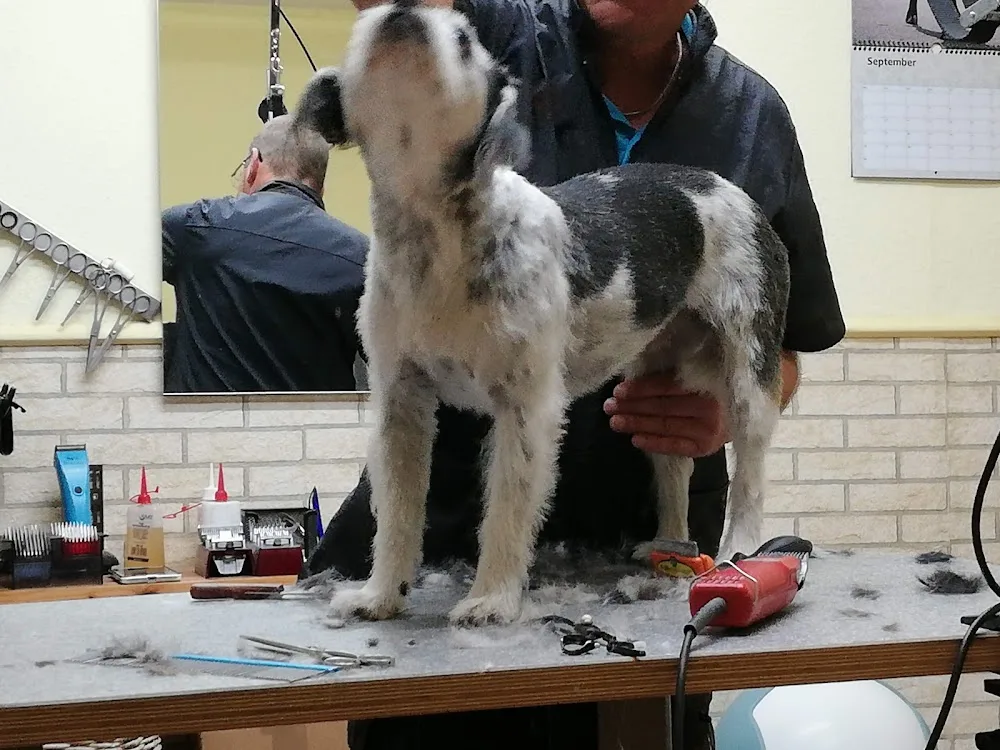 Hundeservice Bernd Dietrich - Kabelsketal pet otel