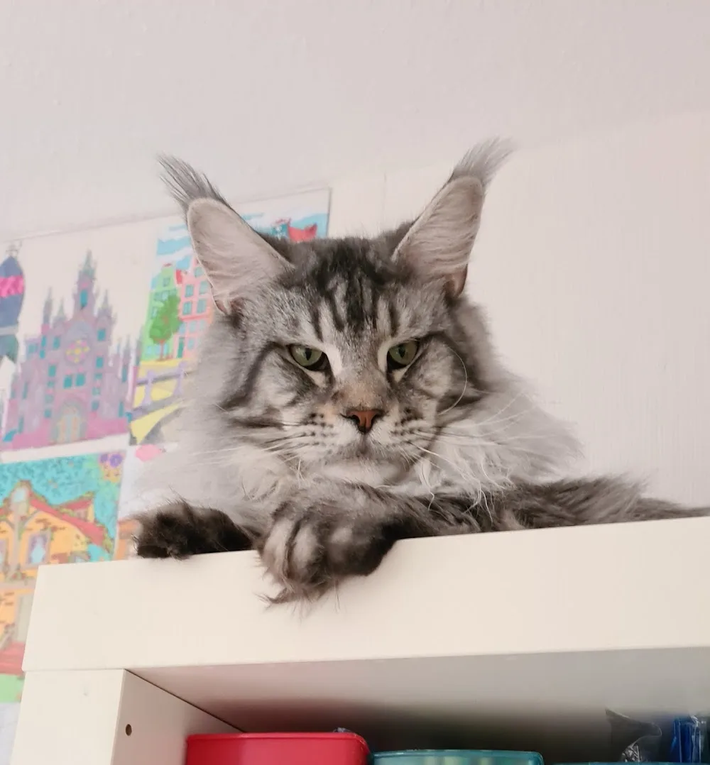 Ice Hill's Maine Coon Cattery - Kabelsketal pet otel