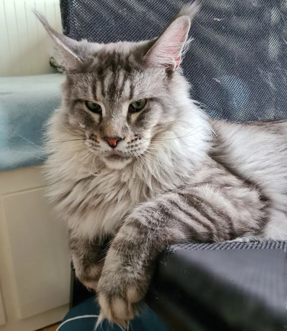Ice Hill's Maine Coon Cattery - Kabelsketal pet otel görseli 3