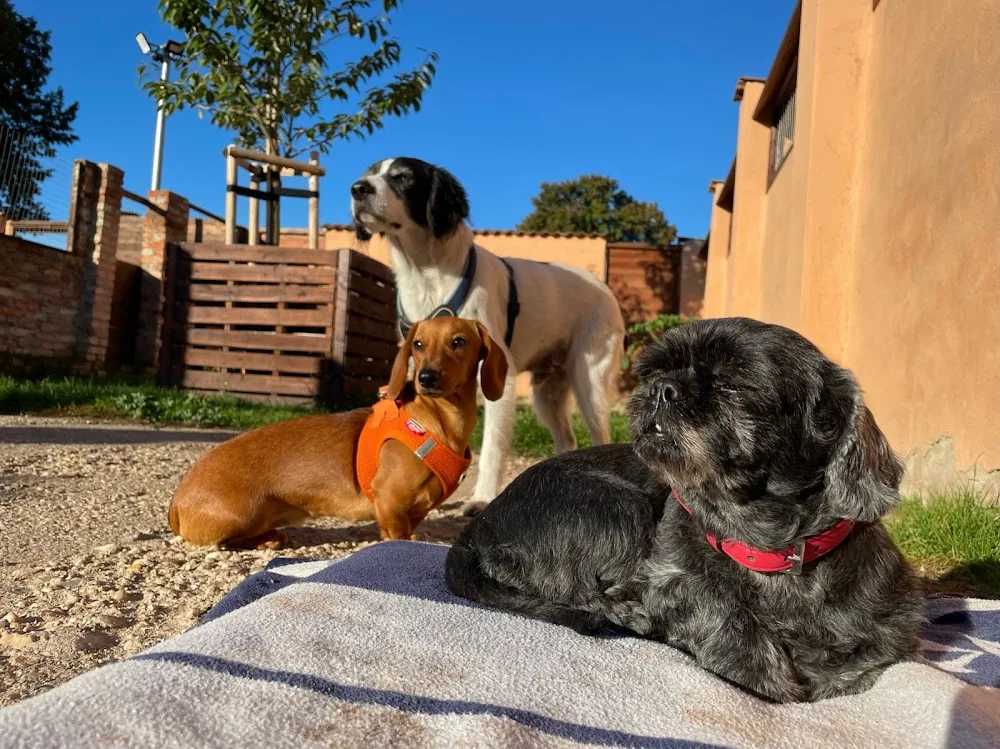 IhrHundepartner - Hundeschule & Hundepension in Halle - Kabelsketal pet otel