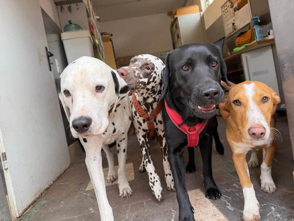 IhrHundepartner - Hundeschule & Hundepension in Halle - Kabelsketal pet otel görseli 3