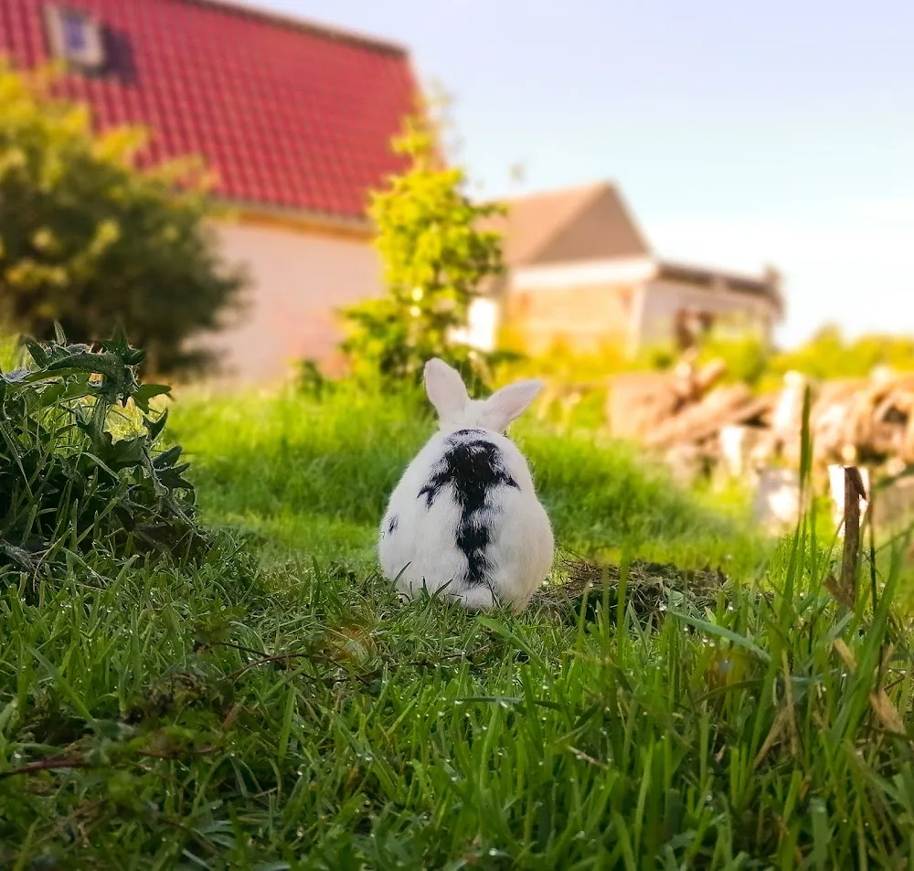 Kaninchenpension Hoppelberg - Kabelsketal pet otel