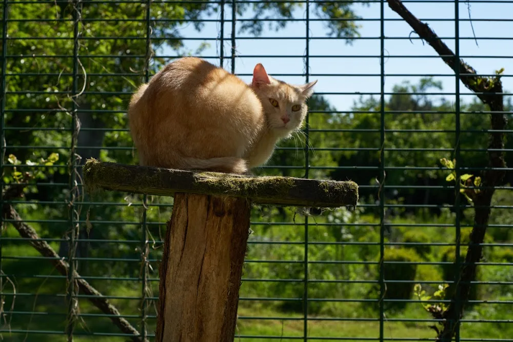 Katzenpension Leipzig im Erlgrundhof - Kabelsketal pet otel