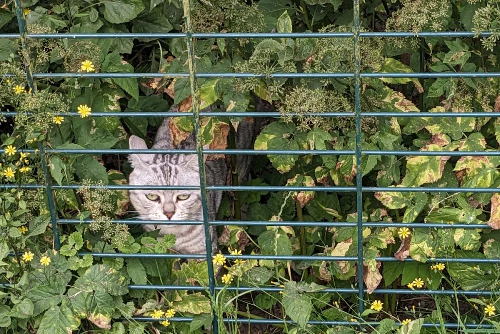 Katzenpension Leipzig im Erlgrundhof - Kabelsketal pet otel görseli 7