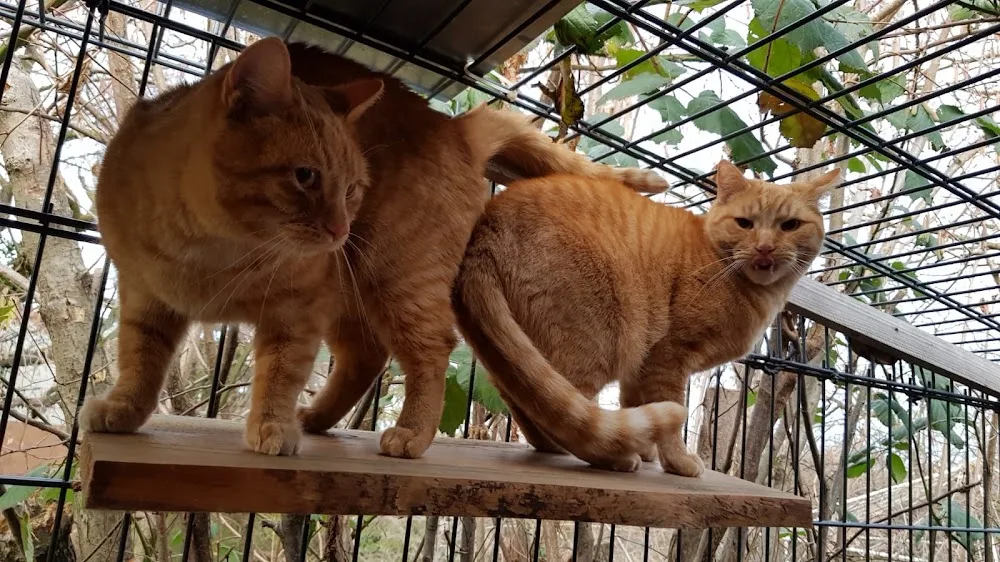 Katzenpension Mäuseloch - Kabelsketal pet otel görseli 3