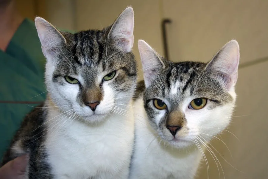 Katzenpension und Tierheilpraxis Rieger - Kabelsketal pet otel görseli 3