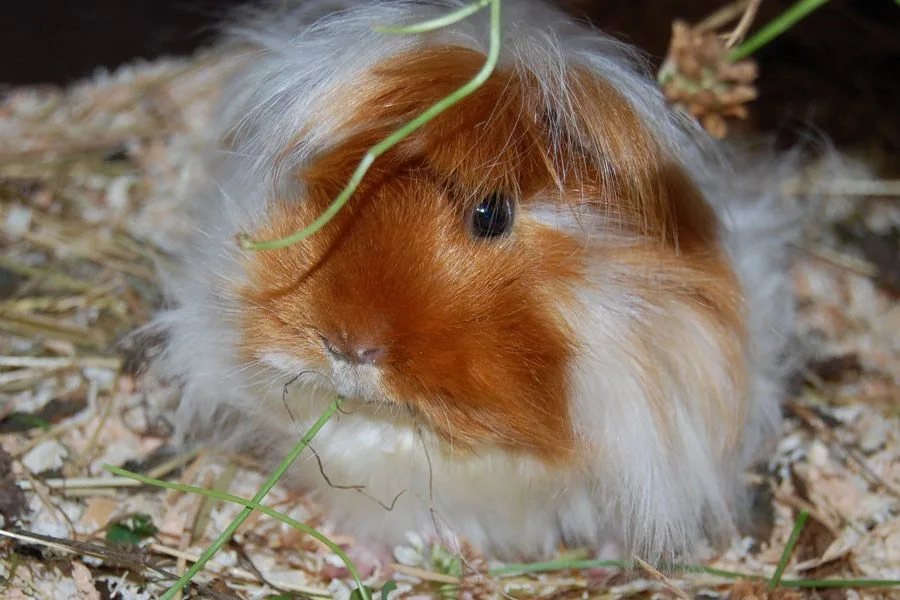 Katzenpension und Tierheilpraxis Rieger - Kabelsketal pet otel görseli 6