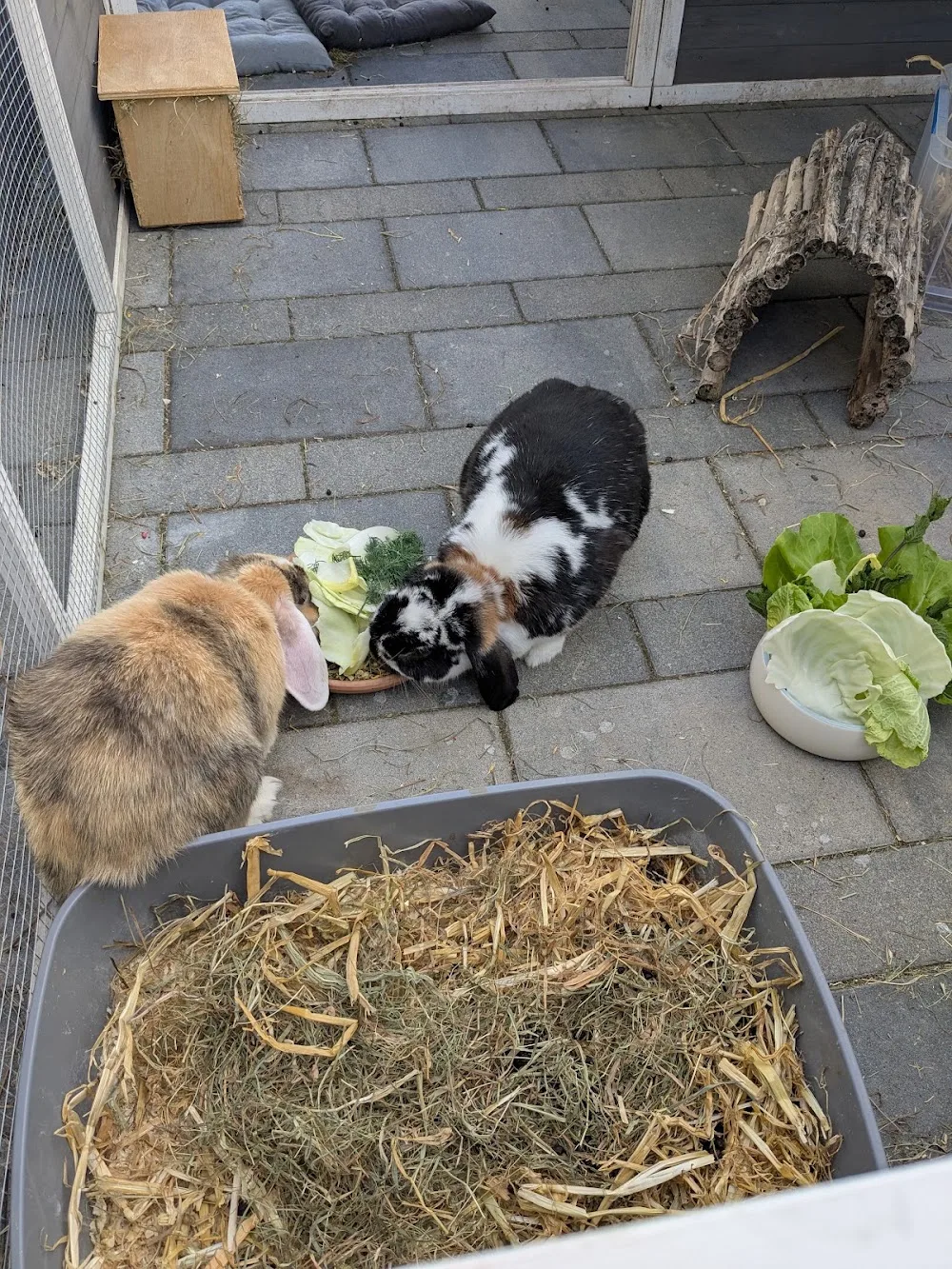 Pepper und Paule - Ihr Haustierservice - Kabelsketal pet otel