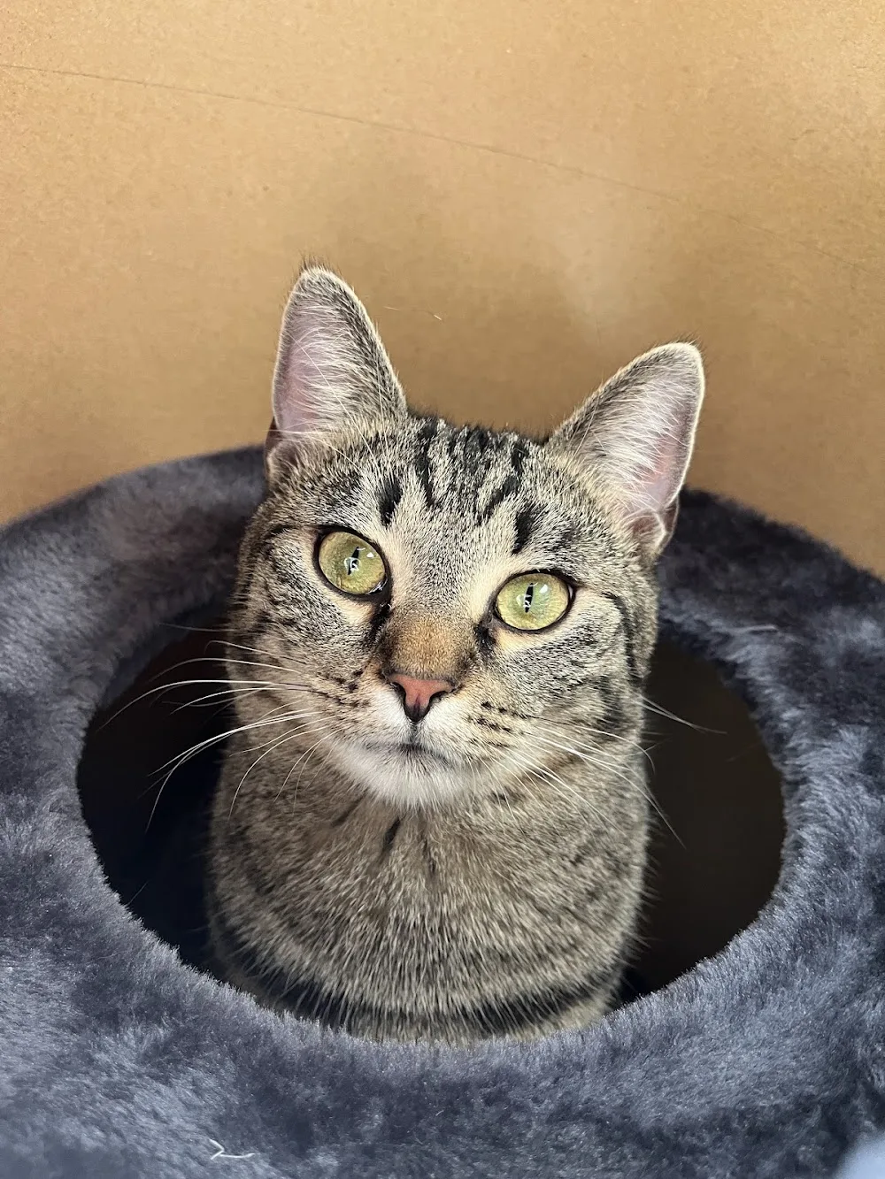 Tatzendienst - mobile Katzenbetreuung Kristin Vogel - Kabelsketal pet otel görseli 2