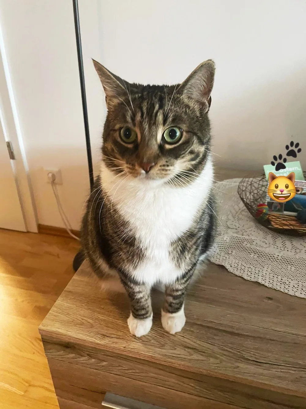 Tatzendienst - mobile Katzenbetreuung Kristin Vogel - Kabelsketal pet otel görseli 3