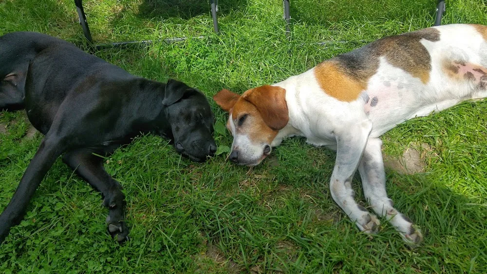 Tierpension Lämmerhirt - Kabelsketal pet otel görseli 3