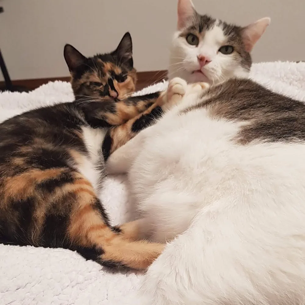 Tierpension Teutschenthal, Monika Rohne - Kabelsketal pet otel görseli 4