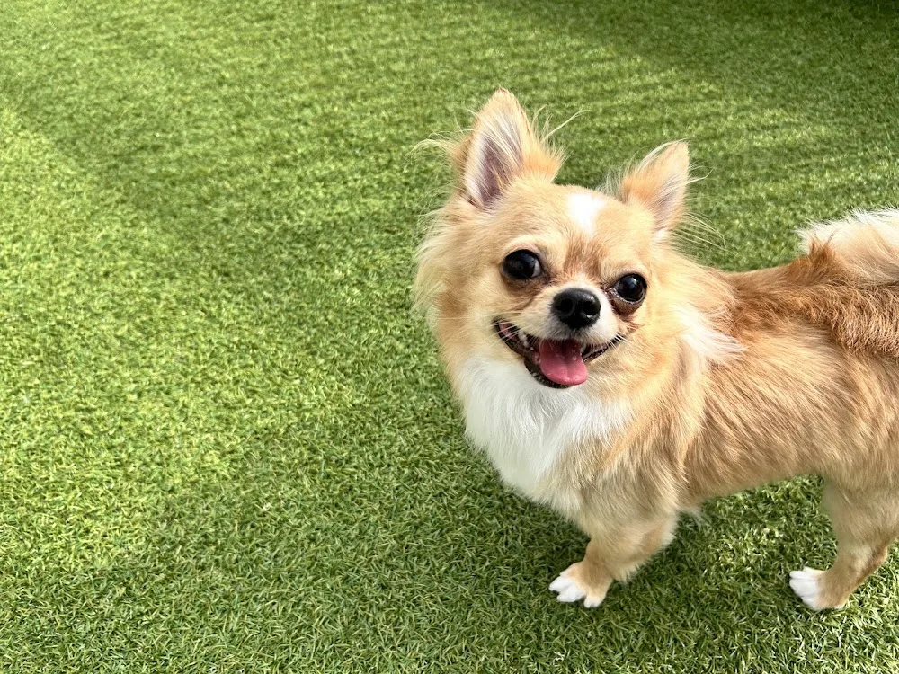 Pet Salon & Hotel YUURI - Kagawa pet otel görseli 3