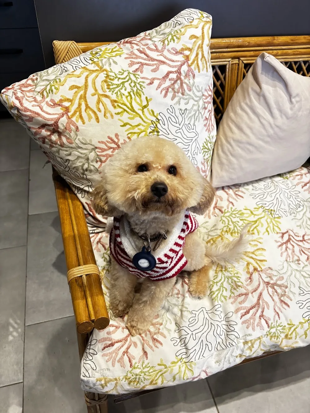 Berfin Pet Stylist - Kahramanmaraş pet otel