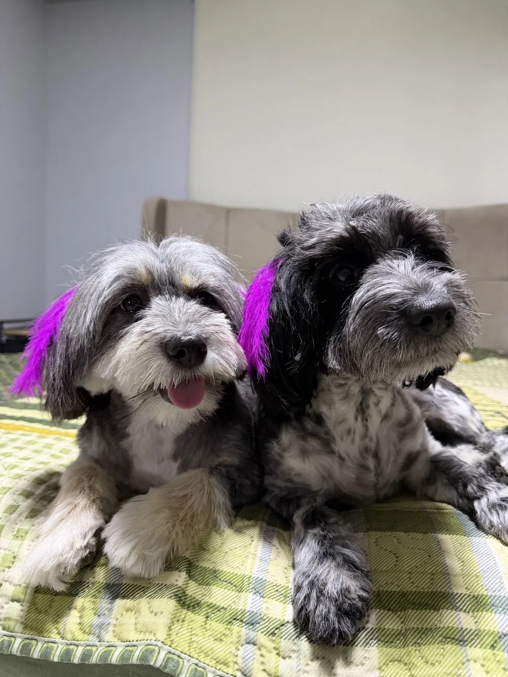 Berfin Pet Stylist - Kahramanmaraş pet otel görseli 3