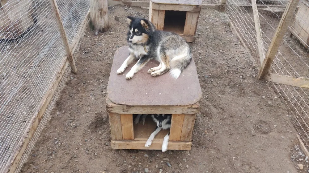 Camp Norwide - Husky farm - Kainuu pet otel görseli 3