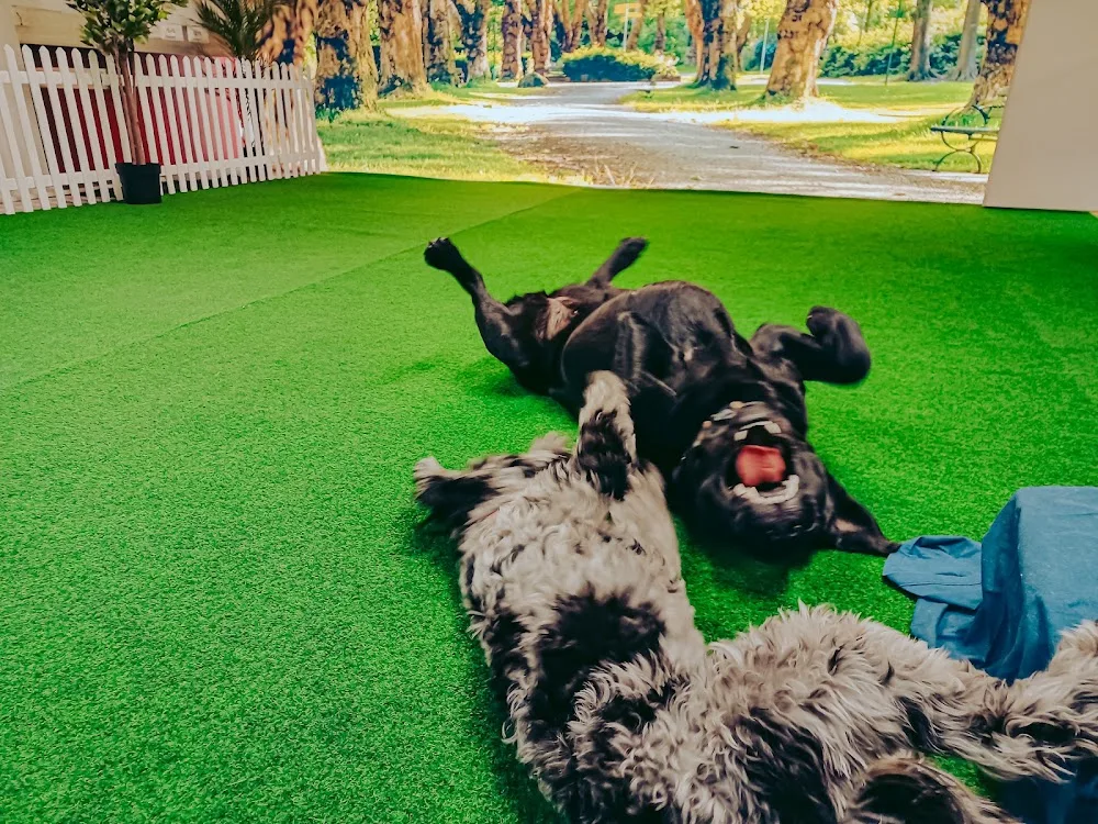 Koirapäiväkoti Paws Up - Kainuu pet otel görseli 3