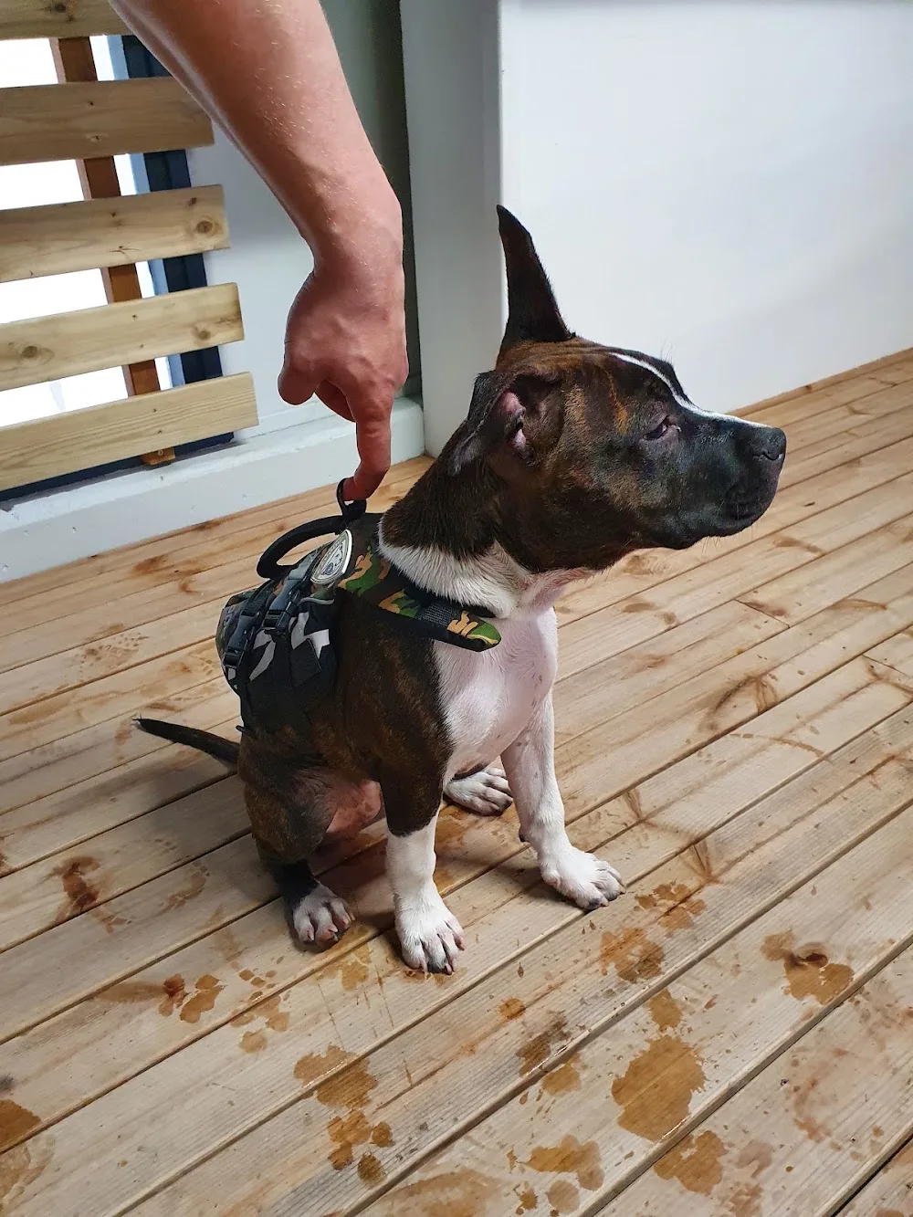 Lemmikkikeskus Loiskis - Kainuu pet otel görseli 3