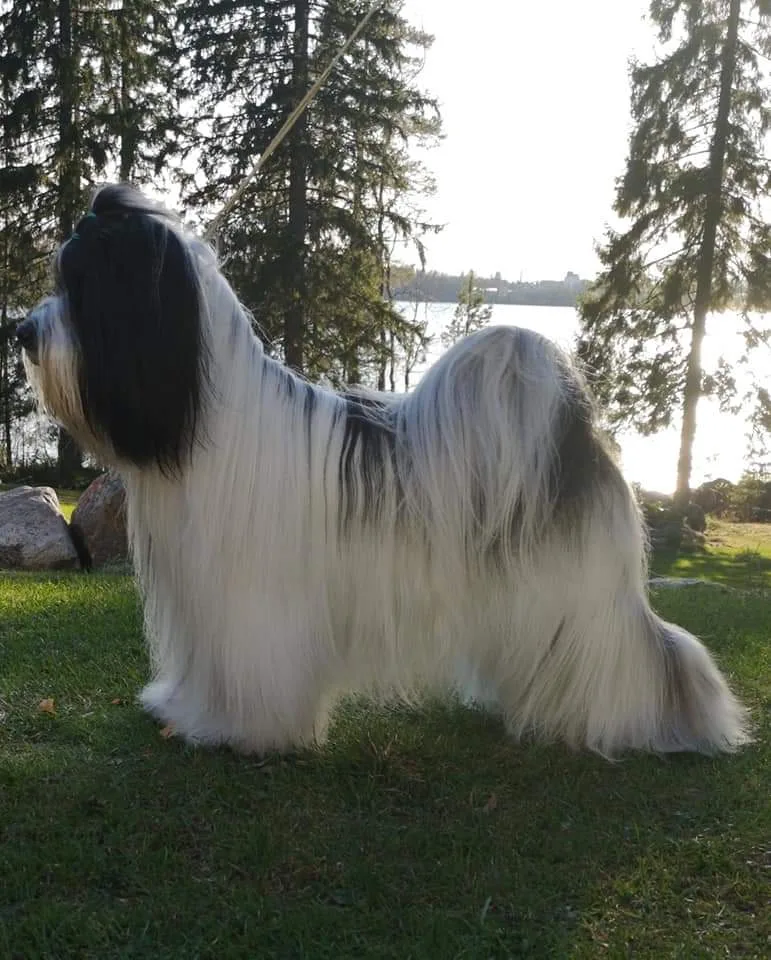Tibicinan Kennel - Kainuu pet otel görseli 2