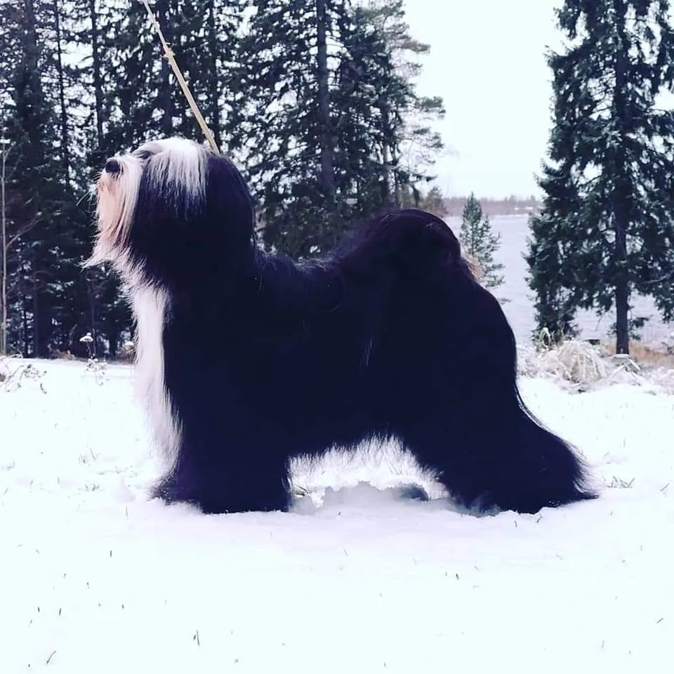 Tibicinan Kennel - Kainuu pet otel görseli 3