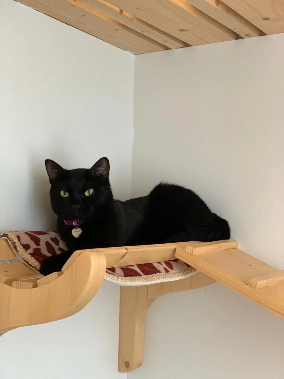 Cat Hotel MarKa - Kamchatka pet otel görseli 2