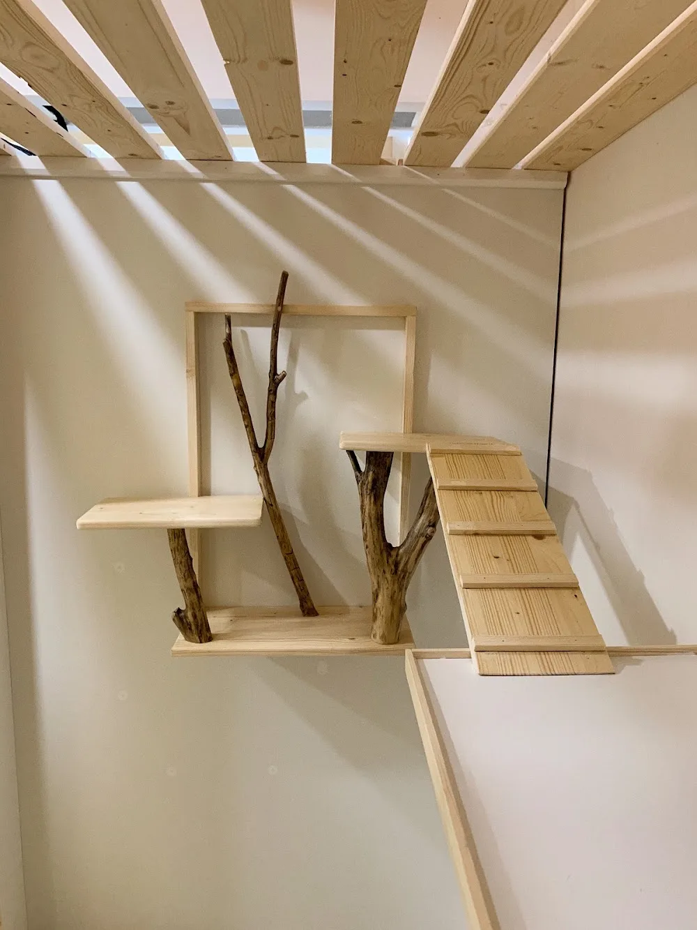 Cat Hotel MarKa - Kamchatka pet otel görseli 3