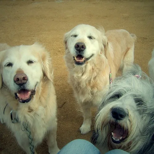 Dog Homestay FLUFFY DOG - Kanagawa pet otel görseli 3