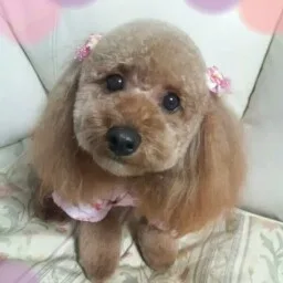 Dog Homestay FLUFFY DOG - Kanagawa pet otel görseli 4