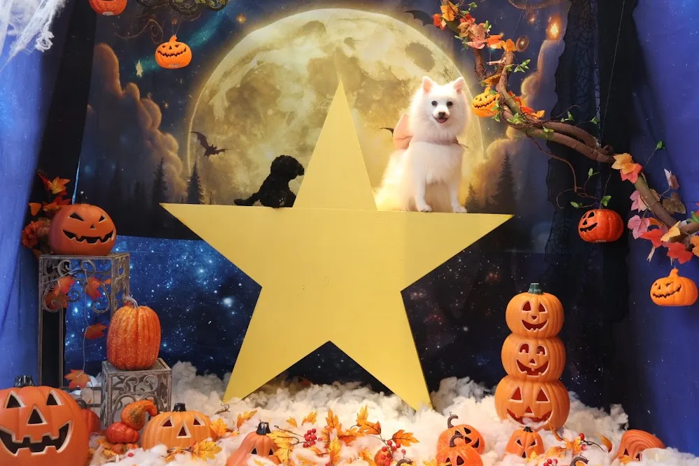 Dog Salon & Resort FURE(フューレ) - Kanagawa pet otel görseli 3
