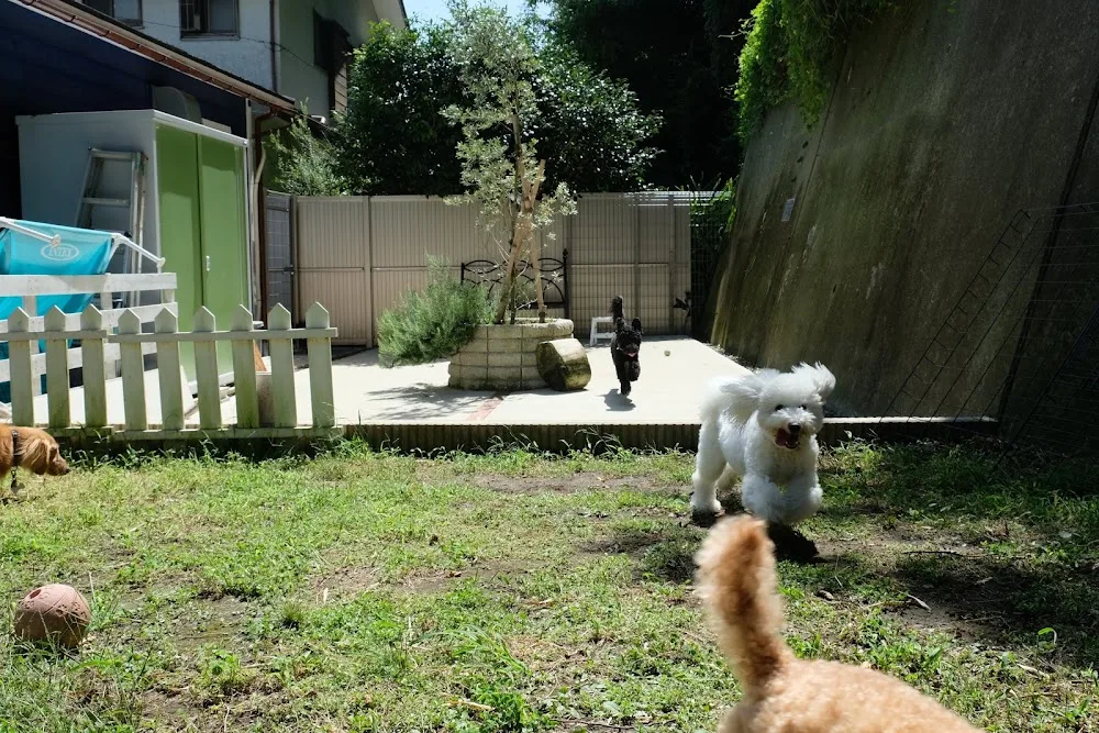 Pet Hotel 11! - Kanagawa pet otel görseli 3