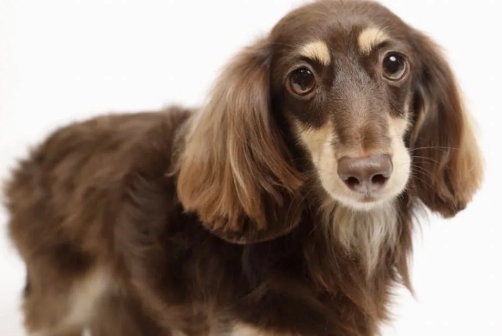 WORLDWIDE PETSPA＆HOTEL（ワールドワイドペットスパ＆ホテル） - Kanagawa pet otel görseli 3