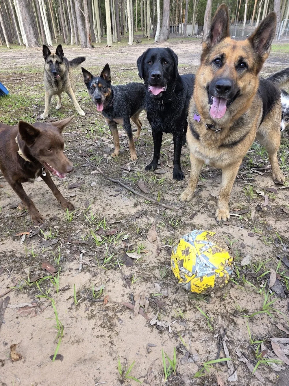 20 Lucky Dogs - Kangy Angy pet otel