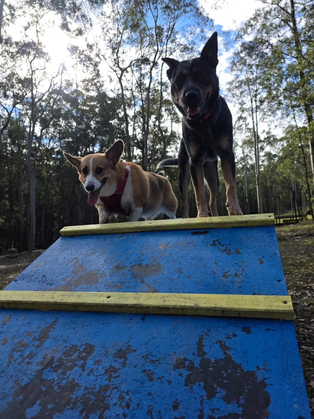 20 Lucky Dogs - Kangy Angy pet otel görseli 7