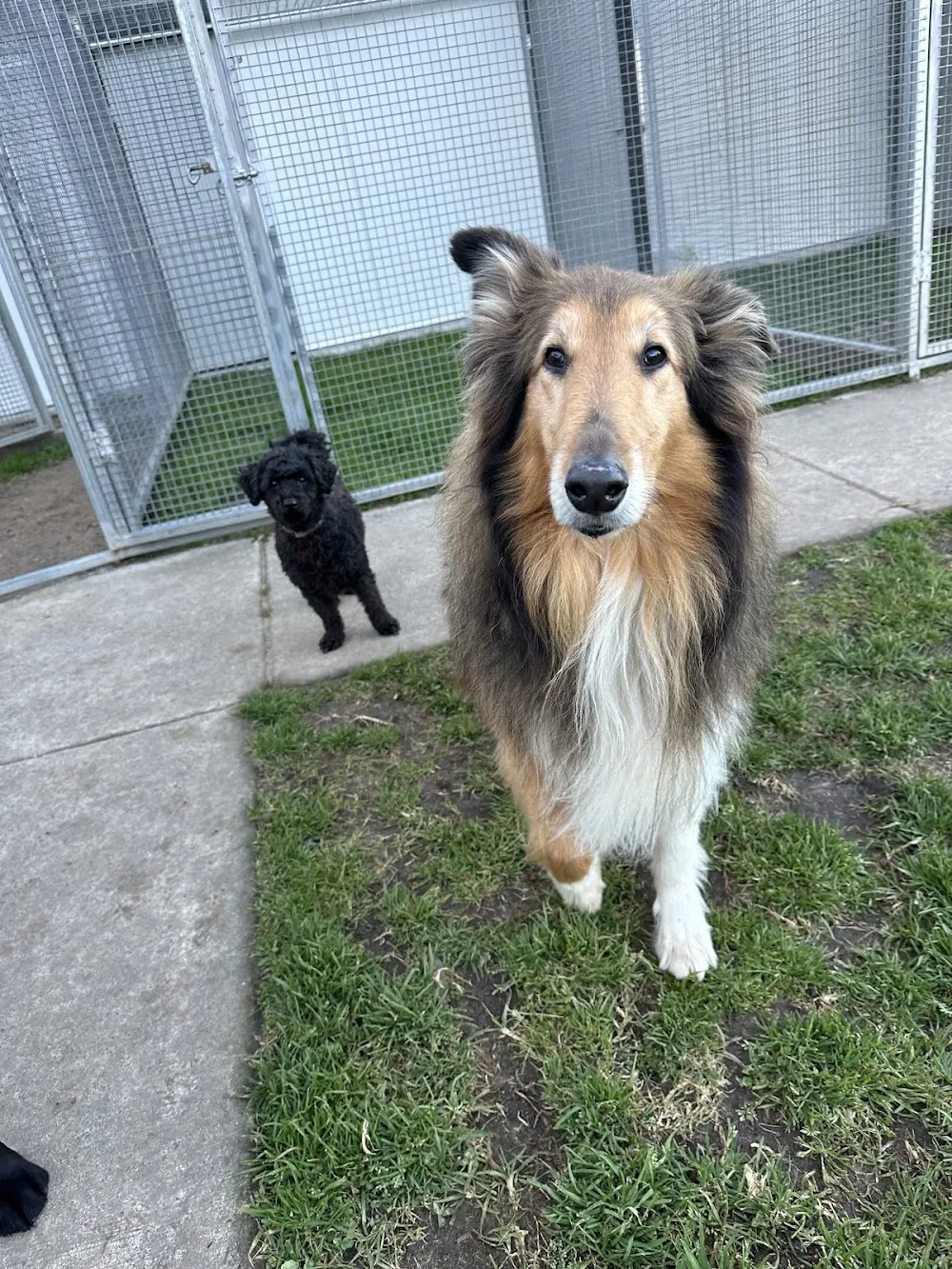 A Cloud 9 For Canines - Kangy Angy pet otel görseli 5