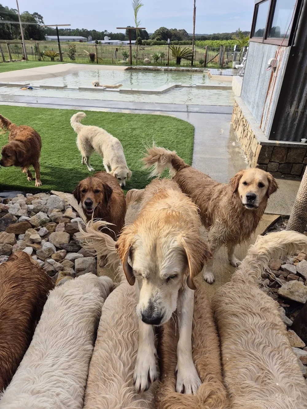 Golden Home Stays - Kangy Angy pet otel