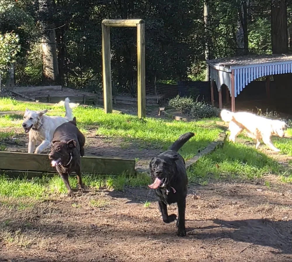 Hip Hound Holidays - Kangy Angy pet otel görseli 3