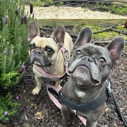 Rocky Ridge Pet Resort - Kangy Angy pet otel görseli 7