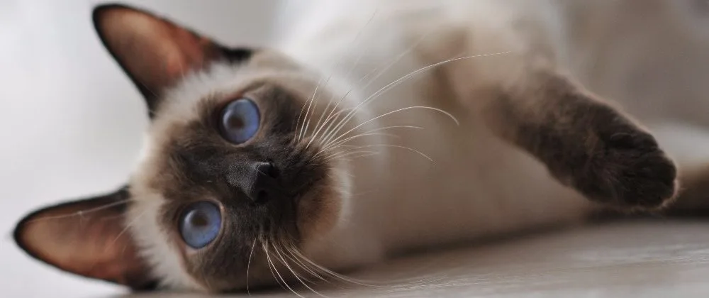 Blueberry Eyes Cattery - Karlovarský kraj pet otel görseli 3
