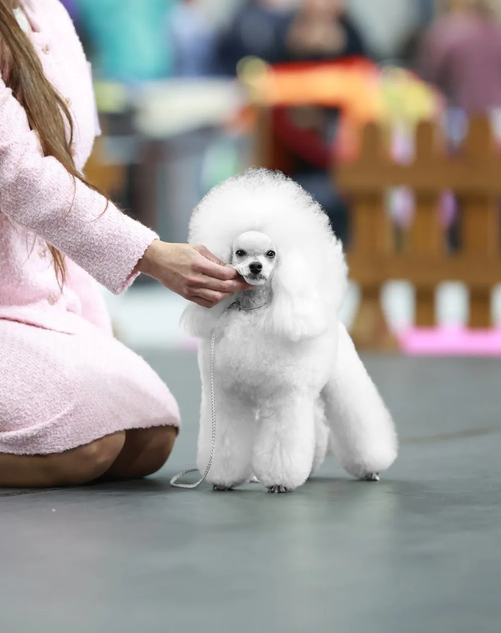 Splendorians - Toy poodle kennel - Karlovarský kraj pet otel